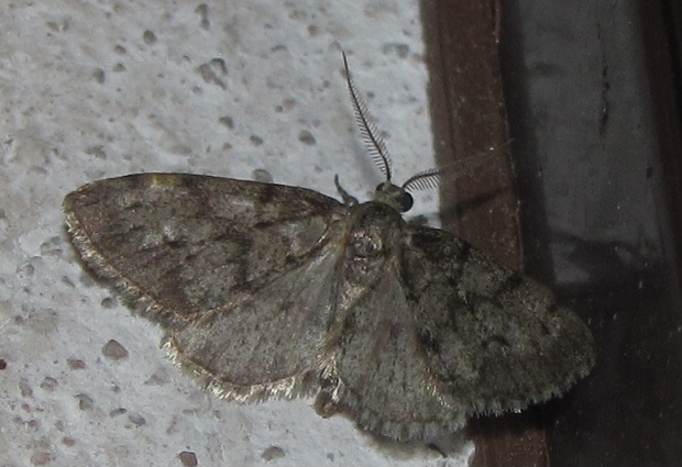 Geometridae da ID